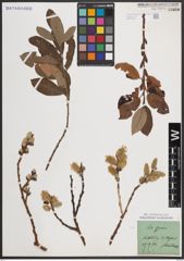 Foto von Salix caprea L.